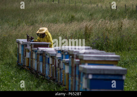 Imker im Gras Stockfoto