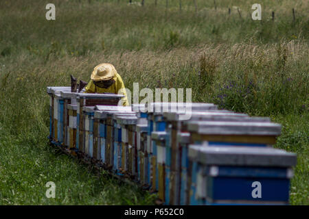 Imker im Gras Stockfoto