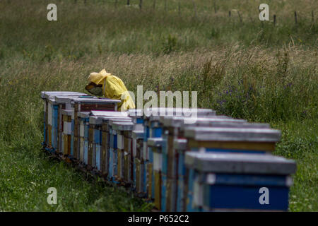 Imker im Gras Stockfoto