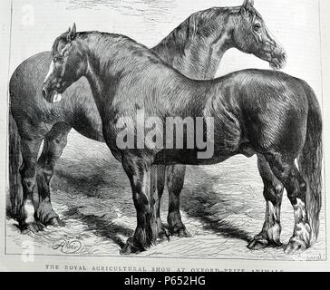 Gravur von zwei großen Pferden auf dem Display an der Royal Agricultural Show in Oxford. Vom 1870 Stockfoto