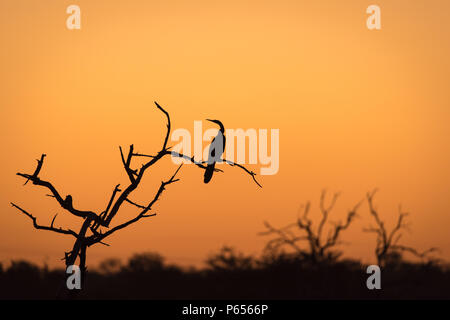 Silhouette einer Kormoran in einem Baum bei Sonnenuntergang Stockfoto