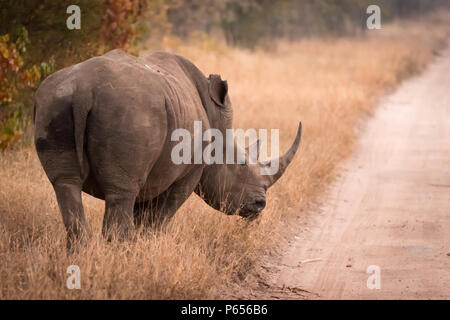 White Rhino am Straßenrand Stockfoto