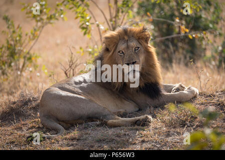 Männliche Löwe Aalen in Morgensonne Stockfoto