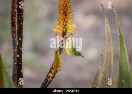 Weibliche Sunbird auf bunte Blume Stockfoto