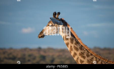Seitenansicht des Giraffe mit Kopf über Bäume Stockfoto