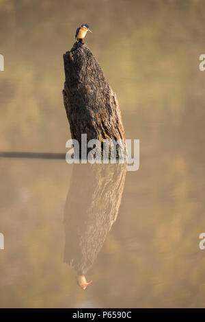 Azure Kingfisher und Reflexion Stockfoto