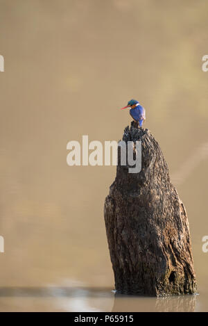 Azure Kingfisher angeln Stockfoto