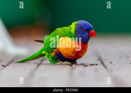 Ein rainbow lorikeet Essen Saatgut mit einem grünen Hintergrund in lithgow New South Wales Australien am 12. Juni 2018 Stockfoto