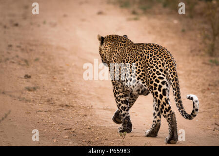 Leopard von hinten Stockfoto