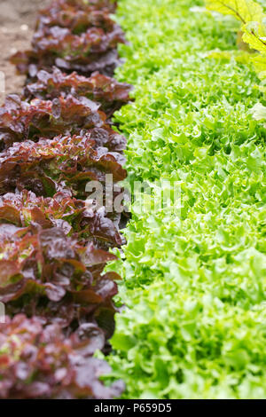 Lactuca Sativa. Salat "navara" und "Azur" im Gemüsegarten. Stockfoto