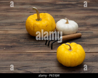 Hell orange und weiss bio Kürbisse mit kultivator auf dunklen Holztisch Hintergrund zeigen bunte Muster und Ausmaß im Halloween verwendet, Stillleben, Küche, und die Landwirtschaft und das Land Themen Stockfoto