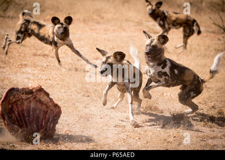 Pack der Afrikanischen lackiert Wilde Hunde füttern Stockfoto