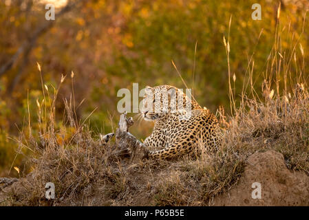 Leopard liegend im Gras bei Sonnenuntergang Stockfoto