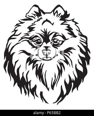 Dekorative Portrait von Hund Pomeranian Spitz, Vektor isoliert Abbildung in schwarz auf weißem Hintergrund. Bild für Design und Tattoo. Stock Vektor