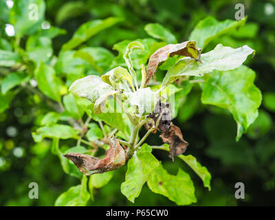 Rosy Apple gegen Blattläuse, Dysaphis Plantaginea, Pflanzenkrankheiten, Detail der betroffenen Blatt. Frankreich Stockfoto