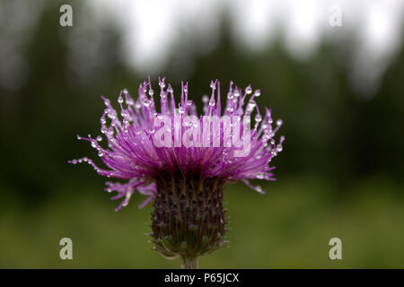 Lila Blume nach dem Regen Stockfoto