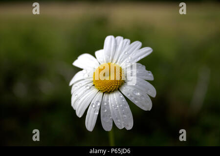 Daisy nach der Regen Feldblume mit Wasser auf Blütenblätter Tautropfen Stockfoto