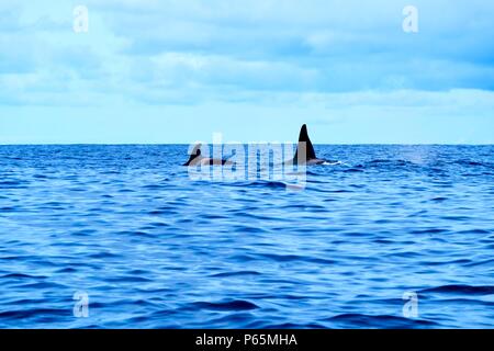 Männliche und weibliche Orcas schwimmen in der Nähe von Insel Pico Stockfoto