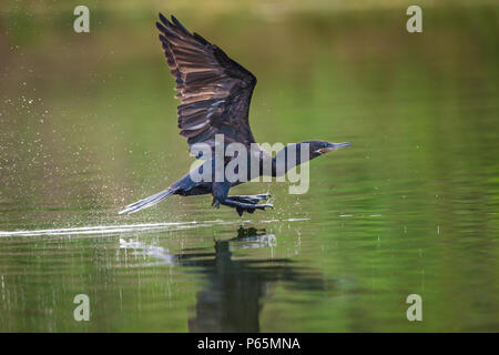 Neotropis Kormoran, Phalacrocorax brasilianus, im Flug über bayano See, Panama Provinz, Republik Panama. Stockfoto