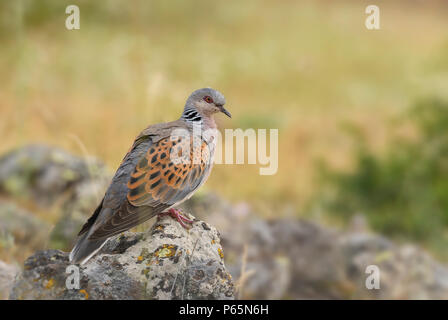 Turteltaube - Streptopelia turtur, schöne bunte Taube aus europäischen Wäldern, östlichen Rodope Berge, Bulgarien. Stockfoto