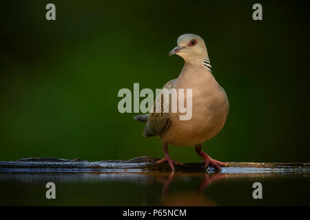 Turteltaube - Streptopelia turtur, schöne bunte Taube aus europäischen Wäldern, östlichen Rodope Berge, Bulgarien. Stockfoto