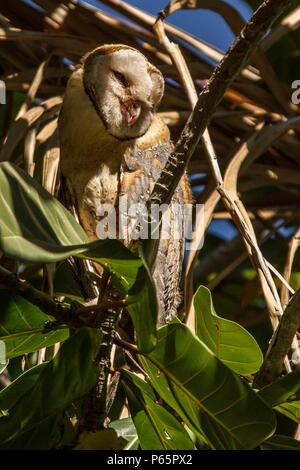 - Schleiereule Tyto Alba - im Baum gehockt Stockfoto