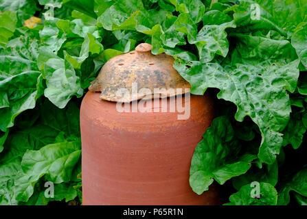 Terrakotta Rhabarber forcer und Blätter in Garten, Norfolk, England Stockfoto