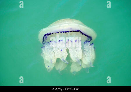 Barrel Qualle, Adria, Venedig, Italien Stockfoto