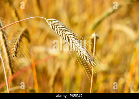 Reifen Epochen der Roggen Roggen Feld oder Ackerland in der goldenen Herbstsonne. Stockfoto