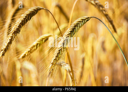 Reifen Epochen der Roggen Roggen Feld oder Ackerland in der goldenen Herbstsonne. Stockfoto