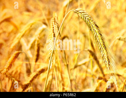 Reifen Epochen der Roggen Roggen Feld oder Ackerland in der goldenen Herbstsonne. Stockfoto