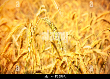 Reifen Epochen der Roggen Roggen Feld oder Ackerland in der goldenen Herbstsonne. Stockfoto