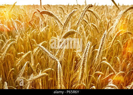 Reifen Epochen der Roggen Roggen Feld oder Ackerland in der goldenen Herbstsonne. Stockfoto