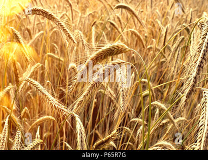 Reifen Epochen der Roggen Roggen Feld oder Ackerland in der goldenen Herbstsonne. Stockfoto