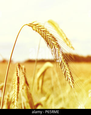 Reifen Epochen der Roggen Roggen Feld oder Ackerland in der goldenen Herbstsonne. Stockfoto