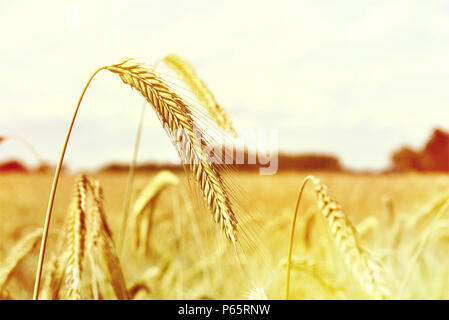 Reifen Epochen der Roggen Roggen Feld oder Ackerland in der goldenen Herbstsonne. Stockfoto