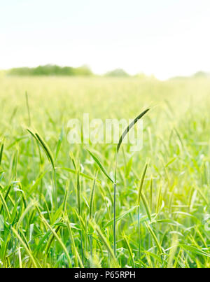 Grüne Roggen Feld mit Fokus auf den Vordergrund. Ackerland, Frühling Szene. Stockfoto