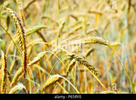 Reifen Epochen der Roggen Roggen Feld oder Ackerland in der goldenen Herbstsonne. Stockfoto