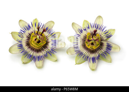 Zwei Passiflora edulis Blumen auf weißem Hintergrund Stockfoto