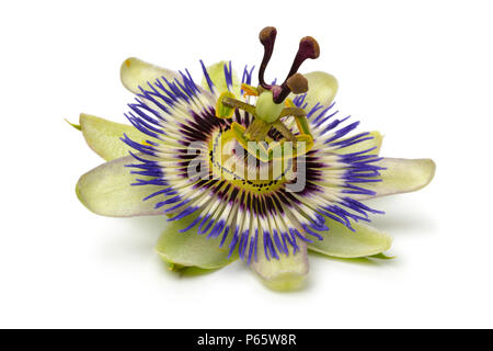 Single Passiflora edulis Blume auf weißem Hintergrund Stockfoto