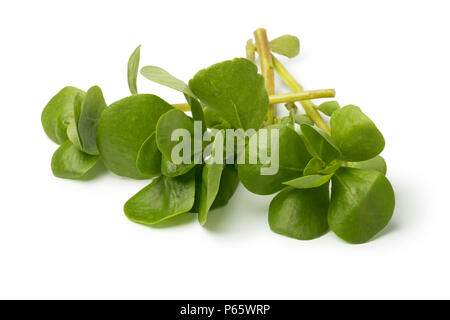 Frische rohe gemeinsame Portulak Zweige auf weißem Hintergrund Stockfoto