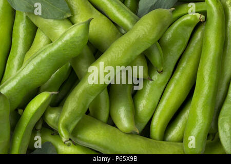 Frische rohe Bohnen in der Pod close up full frame Stockfoto