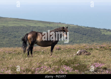 Exmoor Pony Stute mit Fohlen Stockfoto