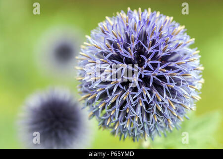 Echinops bannaticus 'Blau' close up Blume Stockfoto