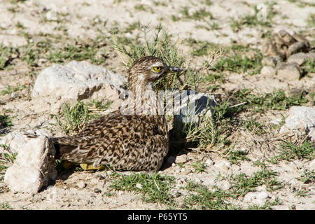 Spotted Dick Knie sitzen auf Nest in Etosha Stockfoto