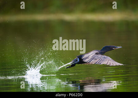 Neotropis Kormoran, Phalacrocorax brasilianus, im Flug über bayano See, Panama Provinz, Republik Panama. Stockfoto