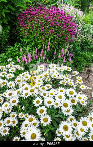 Leucanthemum superbum ' Juno ' Daisy, Veronica, monarda Daisies Garden Stockfoto