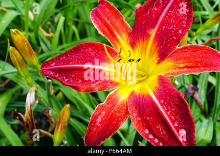 Rote Hemerocallis 'Ruby Spider' Daylilie Hemerocallis Daylilies Stockfoto