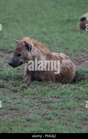 Hyäne beschmutzt. Große Clan 20 + Hyänen essen die Reste eines Gnus. Olare Motorogi Conservancy, Masai Mara, Kenia, Ostafrika Stockfoto