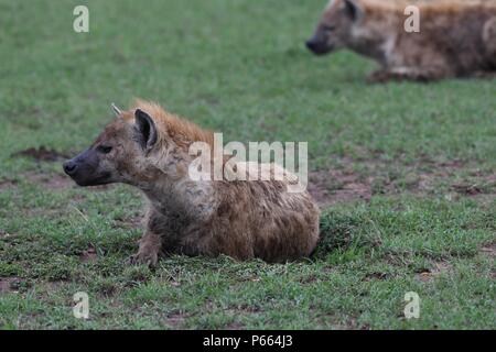 Hyäne beschmutzt. Große Clan 20 + Hyänen essen die Reste eines Gnus. Olare Motorogi Conservancy, Masai Mara, Kenia, Ostafrika Stockfoto